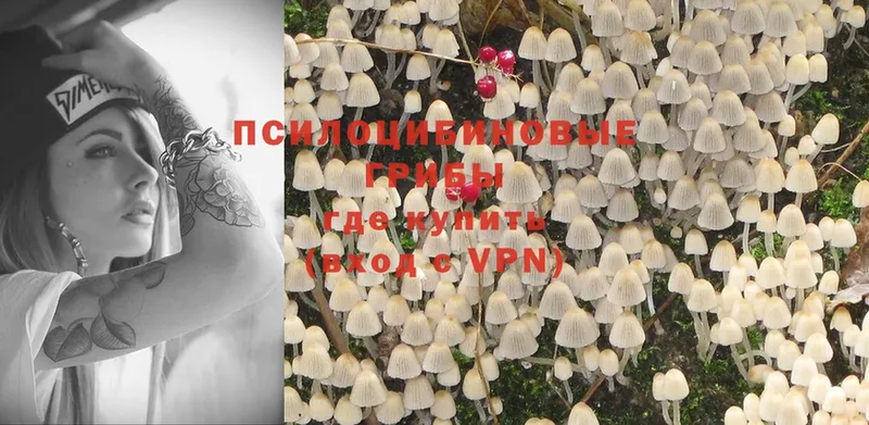 Галлюциногенные грибы Psilocybine cubensis  что такое   Александровск 